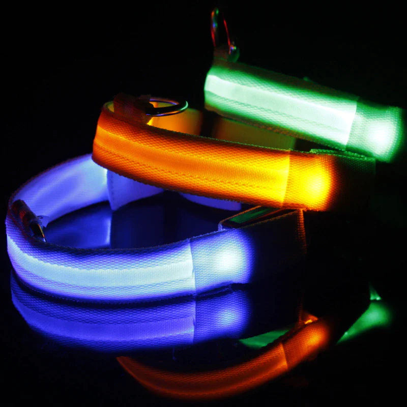 Glow Party Dog Collar | LED Light Up Glow