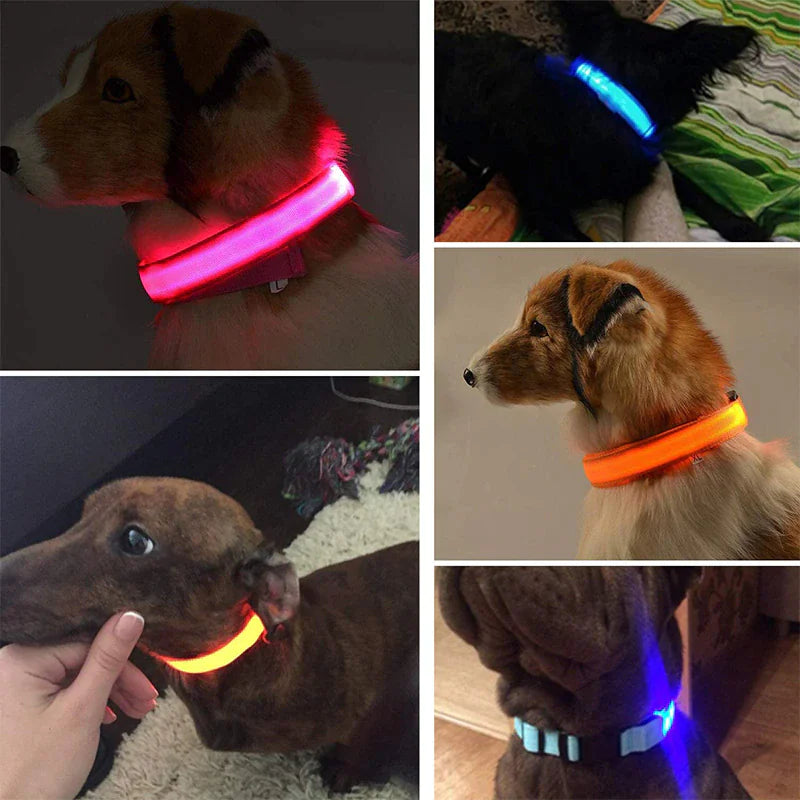 Glow Party Dog Collar | LED Light Up Glow