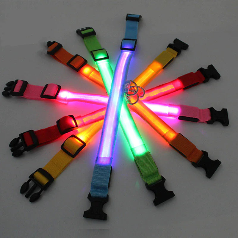 Glow Party Dog Collar | LED Light Up Glow