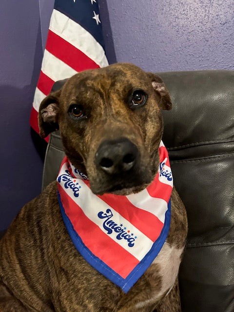 America: Stars, Stripes & Belly Rubs Bandana