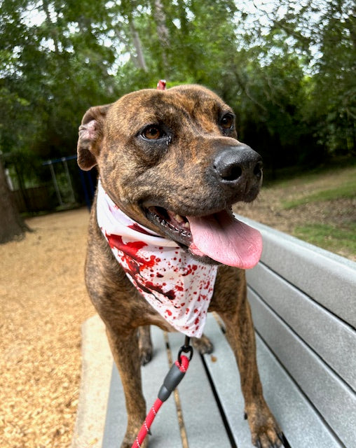 Bloody Bandana Murder Mutt