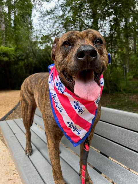America: Stars, Stripes & Belly Rubs Bandana