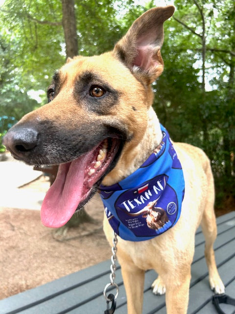 Texan AF – Longhorn and Bluebonnets Bandana