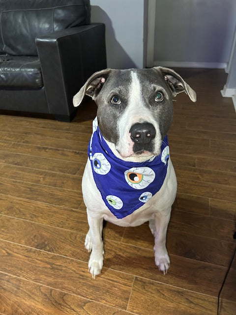Eyes on You Spooky Halloween Dog Bandana