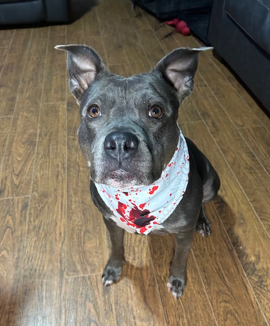 Bloody Bandana Murder Mutt