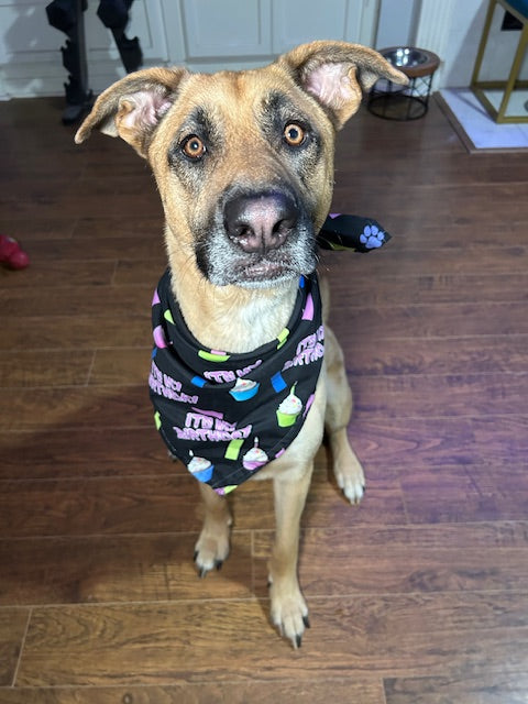 Pawty Animal Birthday Bandana