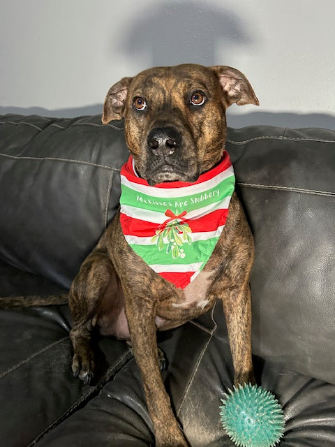 Christmas Slobbery Kisses Mistletoe Dog Bandana
