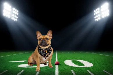 It’s Pawty Time Football Bandana | Get yours before football season starts!