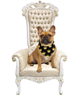 Pawsitively Royalty Black and Gold Crown Bandana