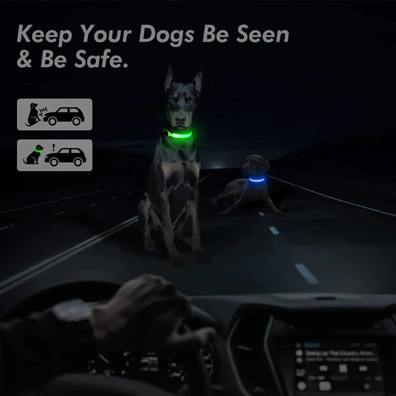 Glow Party Dog Collar | LED Light Up Glow