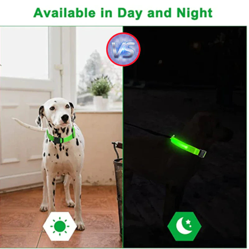 Glow Party Dog Collar | LED Light Up Glow