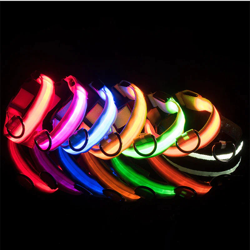Glow Party Dog Collar | LED Light Up Glow