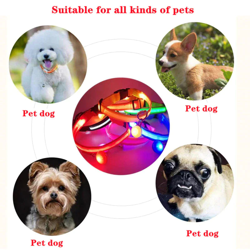 Glow Party Dog Collar | LED Light Up Glow