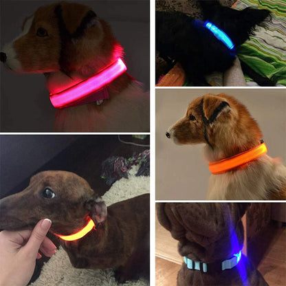 Glow Party Dog Collar | LED Light Up Glow