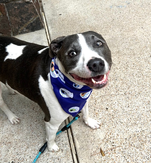 Astro the rescue's favorite Eyes on You Halloween bandana!