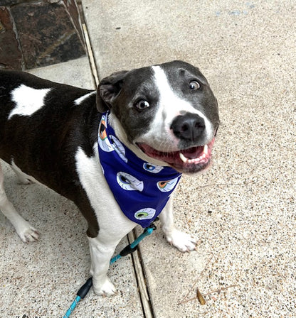 Astro the rescue's favorite Eyes on You Halloween bandana!