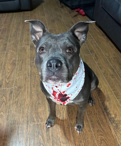 Bloody Bandana Murder Mutt