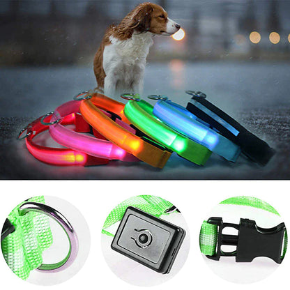 Glow Party Dog Collar | LED Light Up Glow