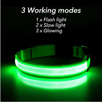 Glow Party Dog Collar | LED Light Up Glow